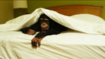 Mattress Monkey 2